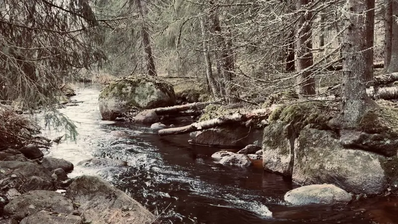 Misty Swedish forest